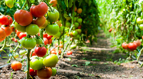 Tomatoes of different colors growing on a vine.
